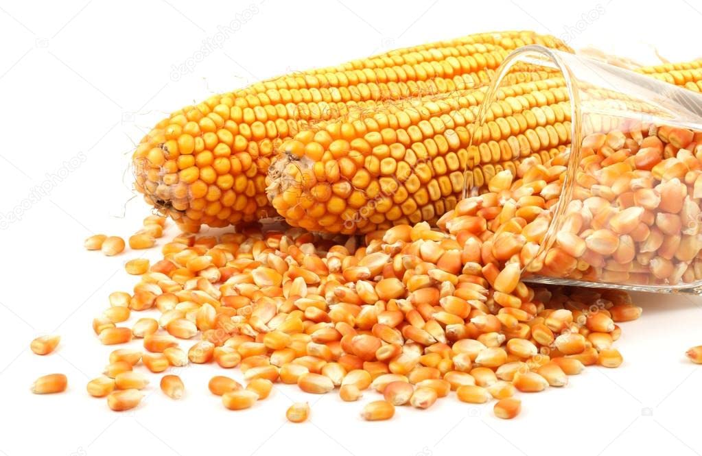 Maize Grain